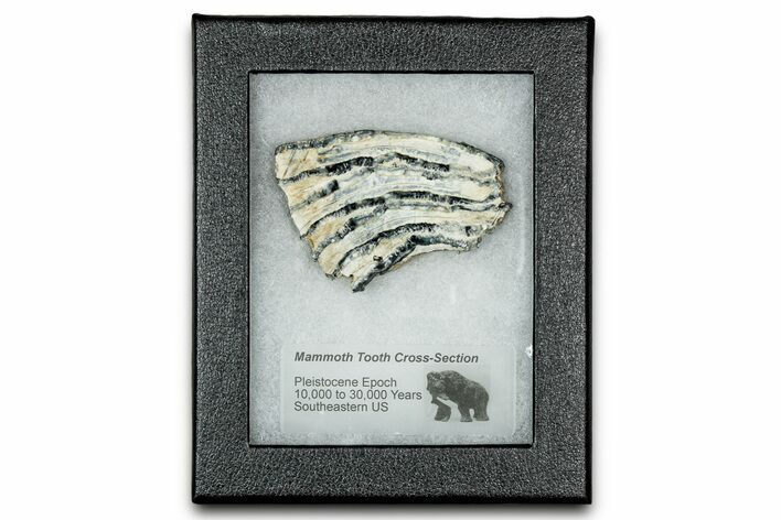 Mammoth Molar Slice With Case - South Carolina #335133